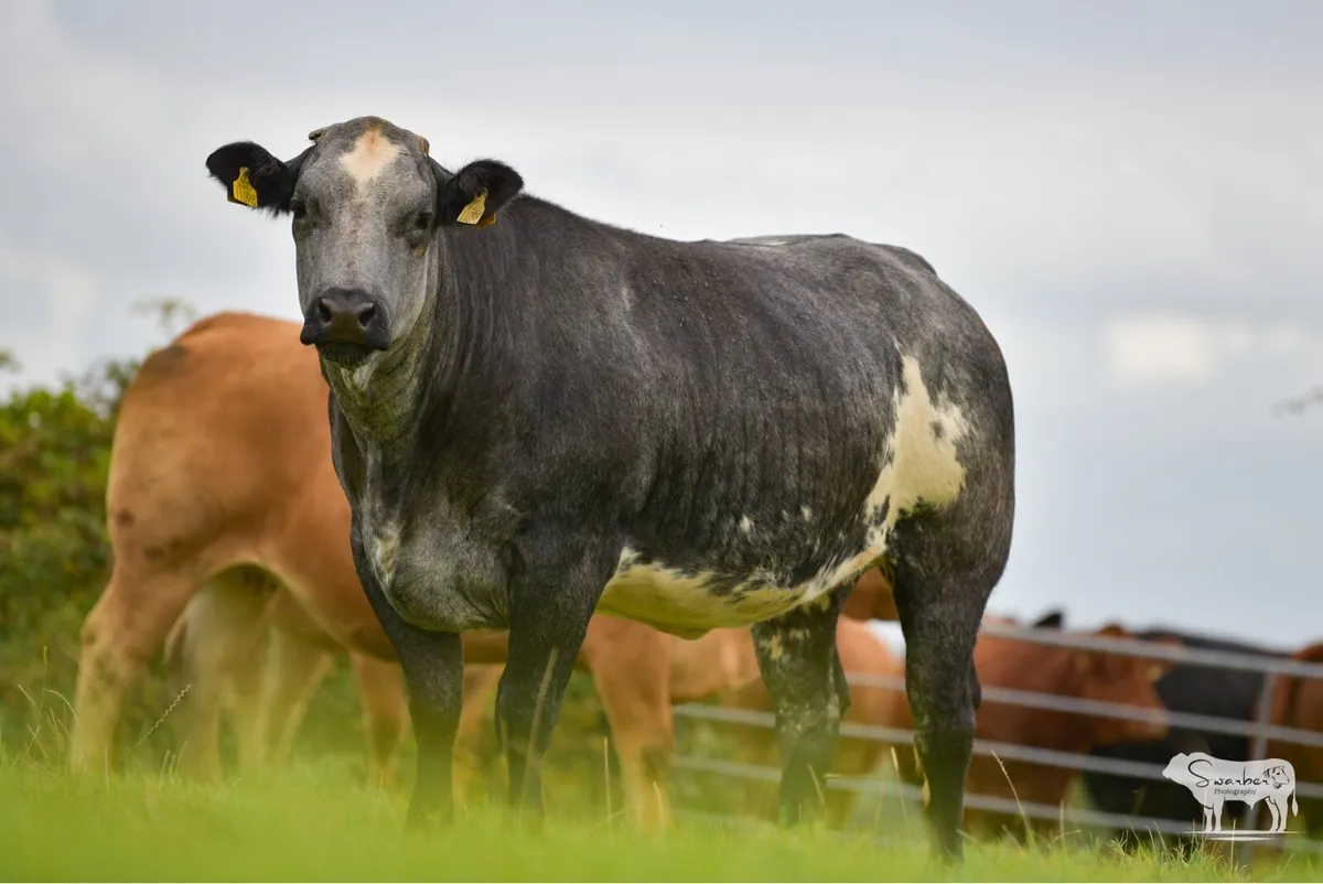 🔥INCALF HEIFERS NEXT SATURDAY🔥 - Image 4
