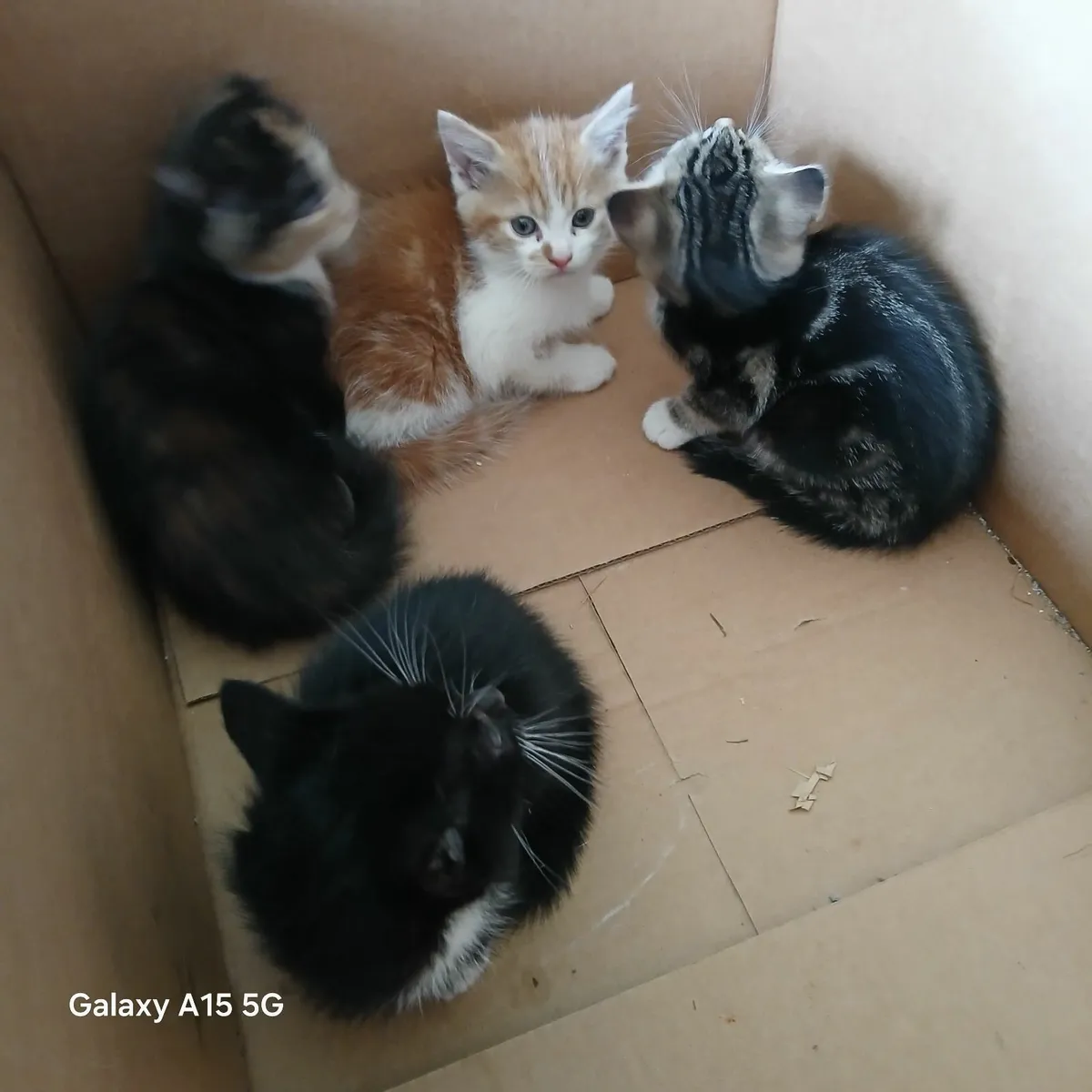 Kittens - Image 2