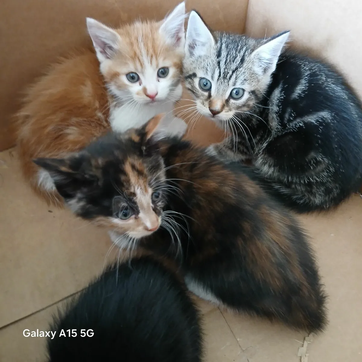 Kittens - Image 3