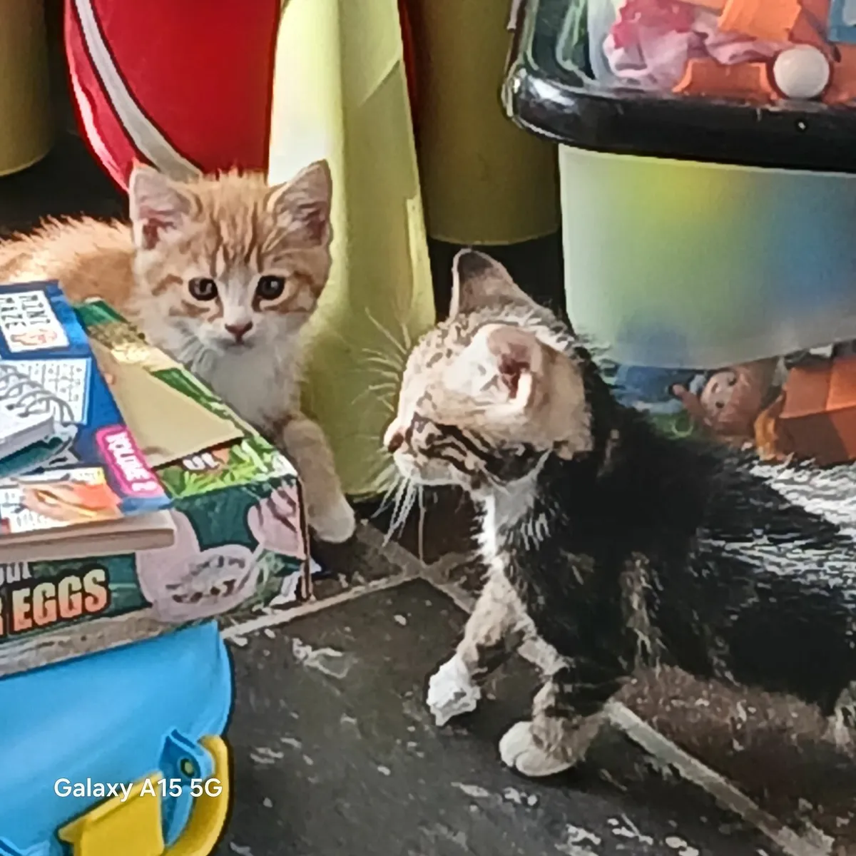 Kittens - Image 4