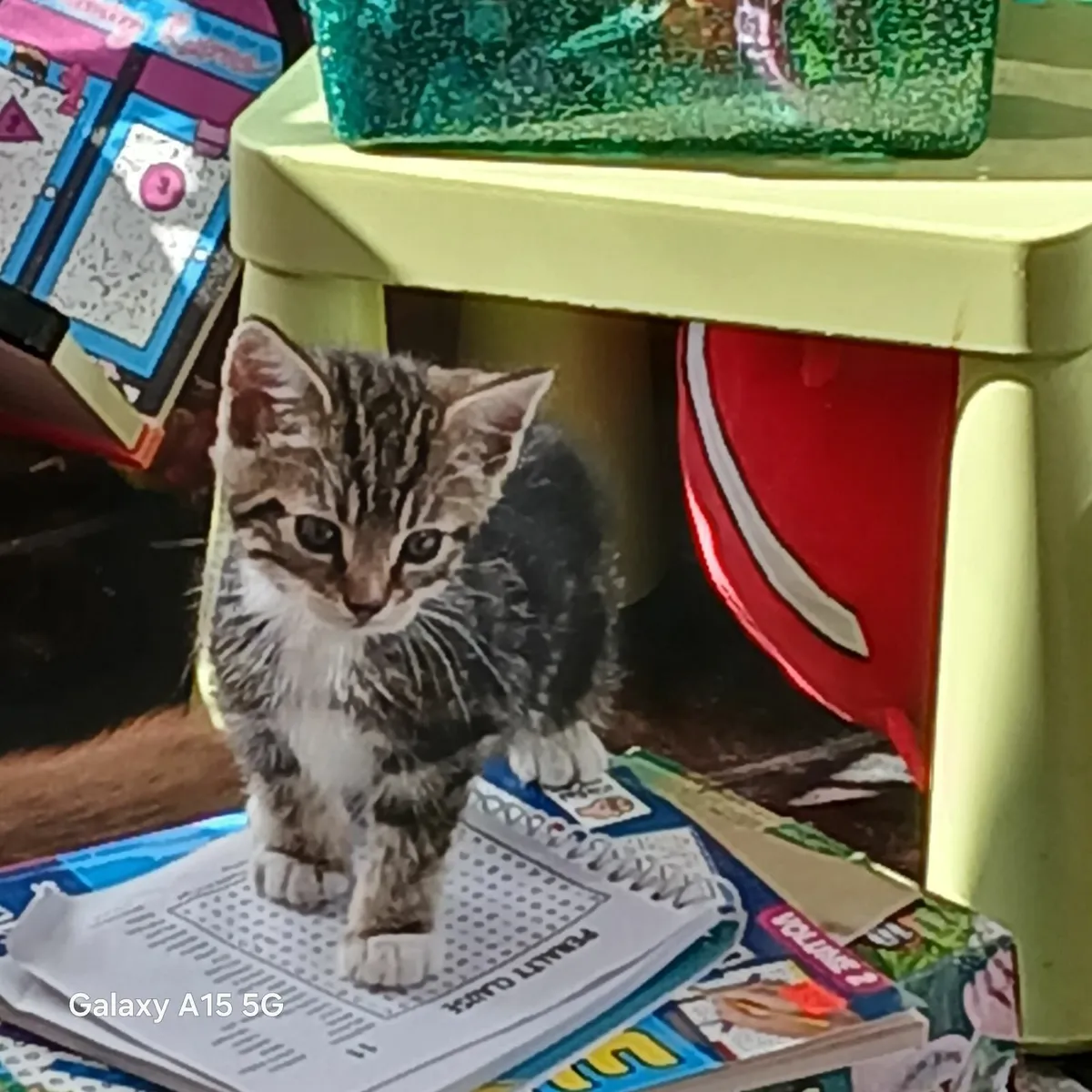 Kittens - Image 1