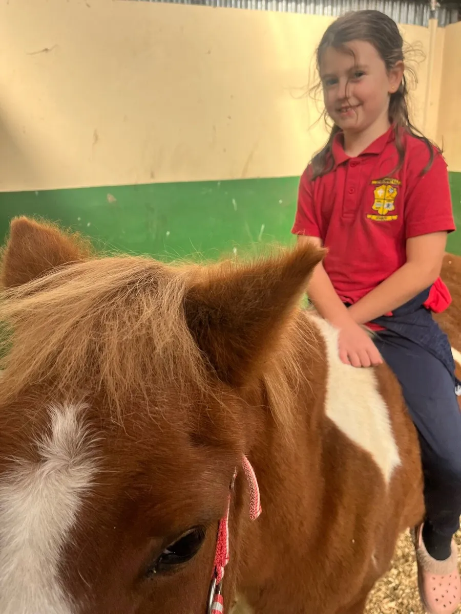 Kids pony - Image 4