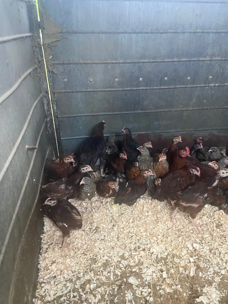 COCKRELS FREE FOR COLLECTION