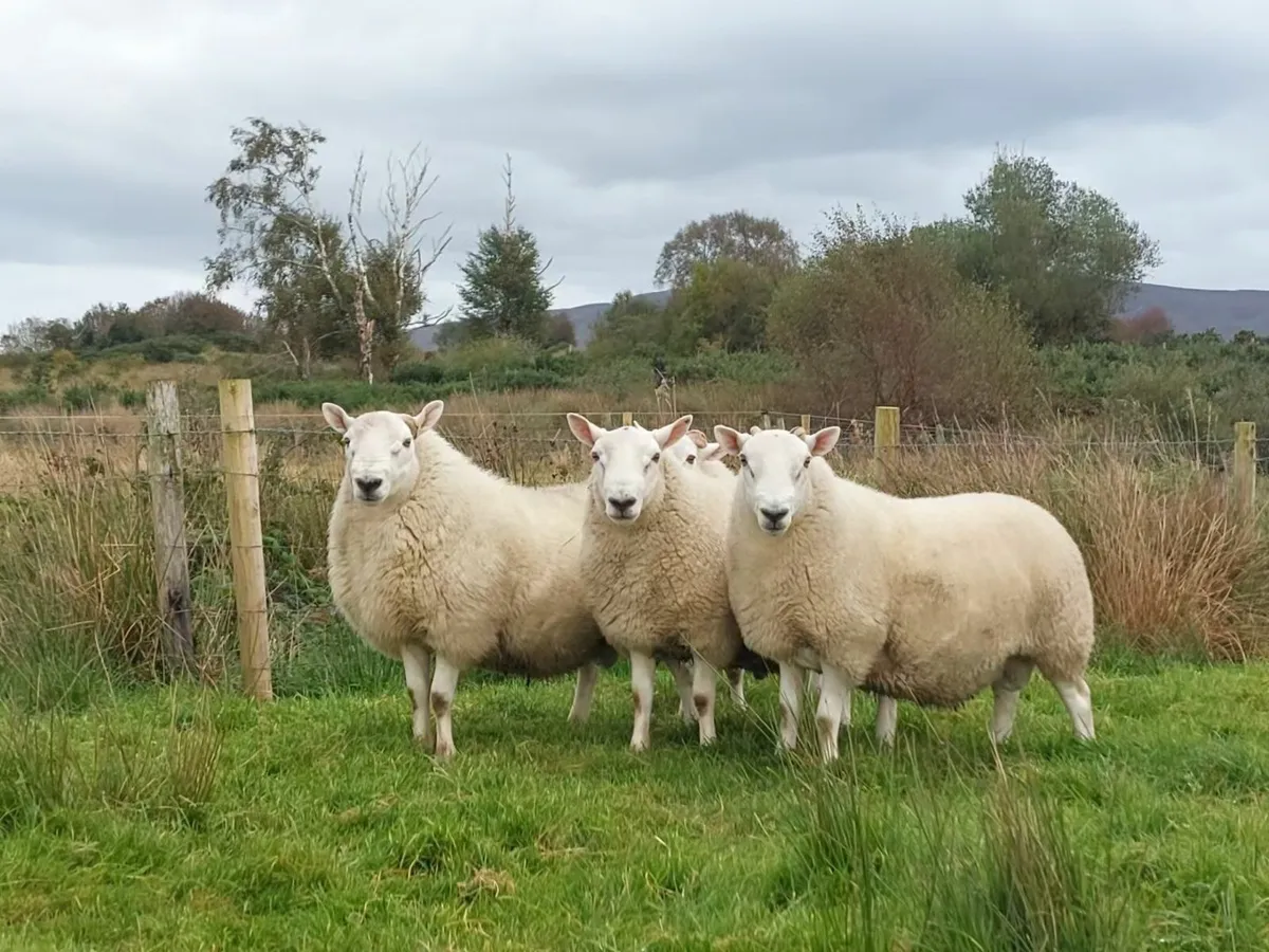 North Country Cheviot Rams (Purebred) - Image 1