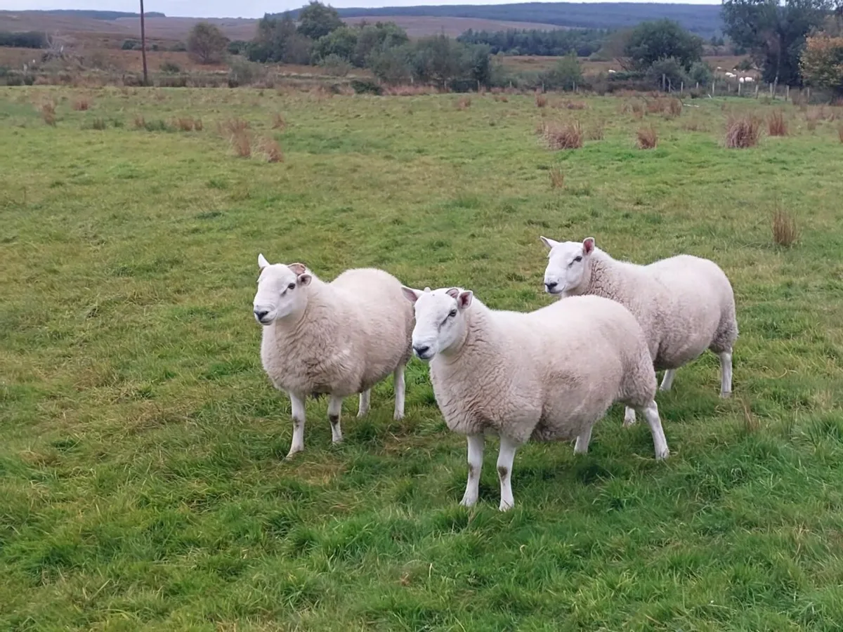 North Country Cheviot Rams (Purebred) - Image 2