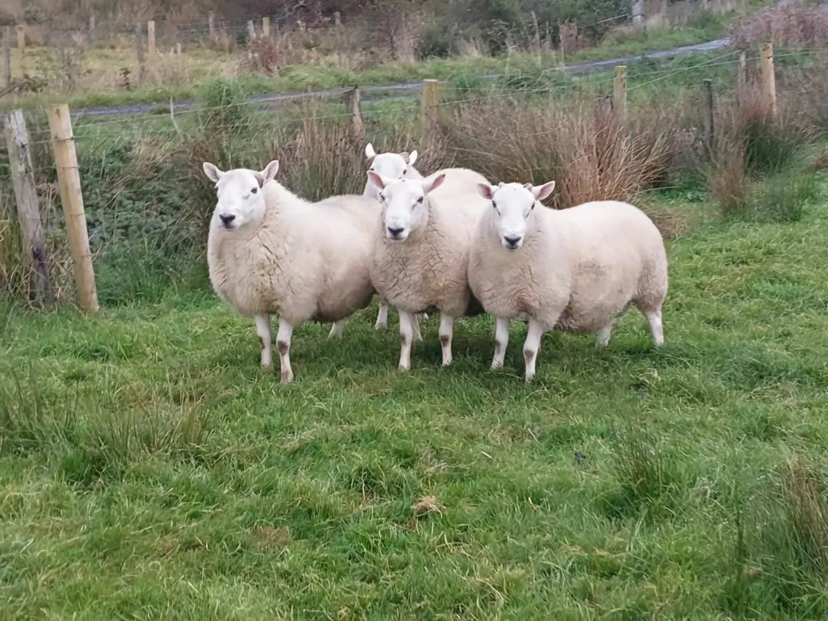 North Country Cheviot Rams (Purebred) - Image 3