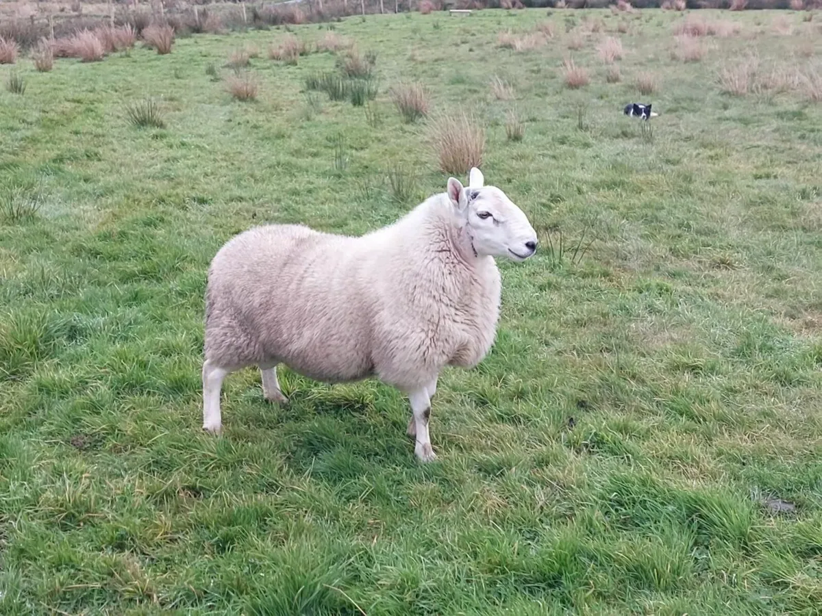 North Country Cheviot Rams (Purebred) - Image 4