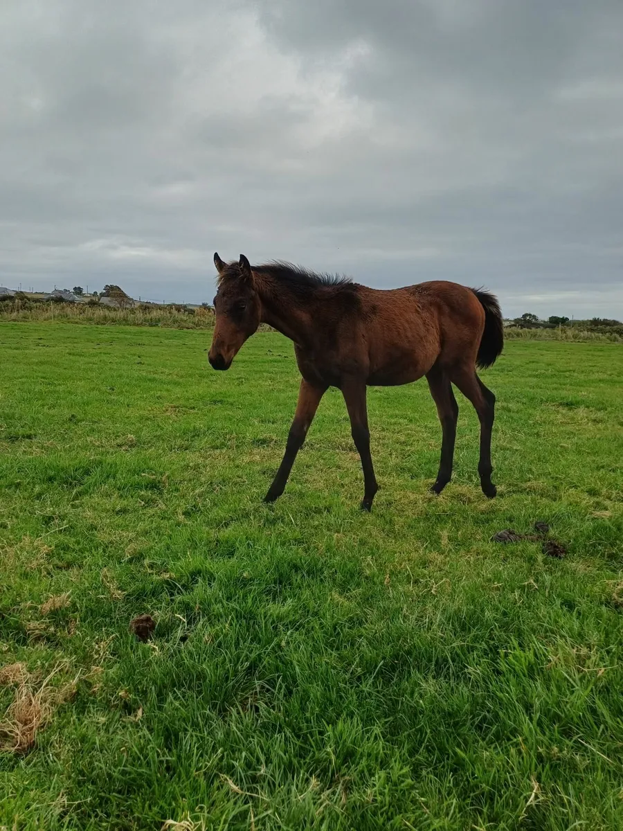 2 thoroughbred mare with foals at foot, back infoa - Image 2