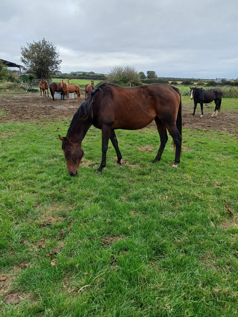 2 thoroughbred mare with foals at foot, back infoa - Image 1