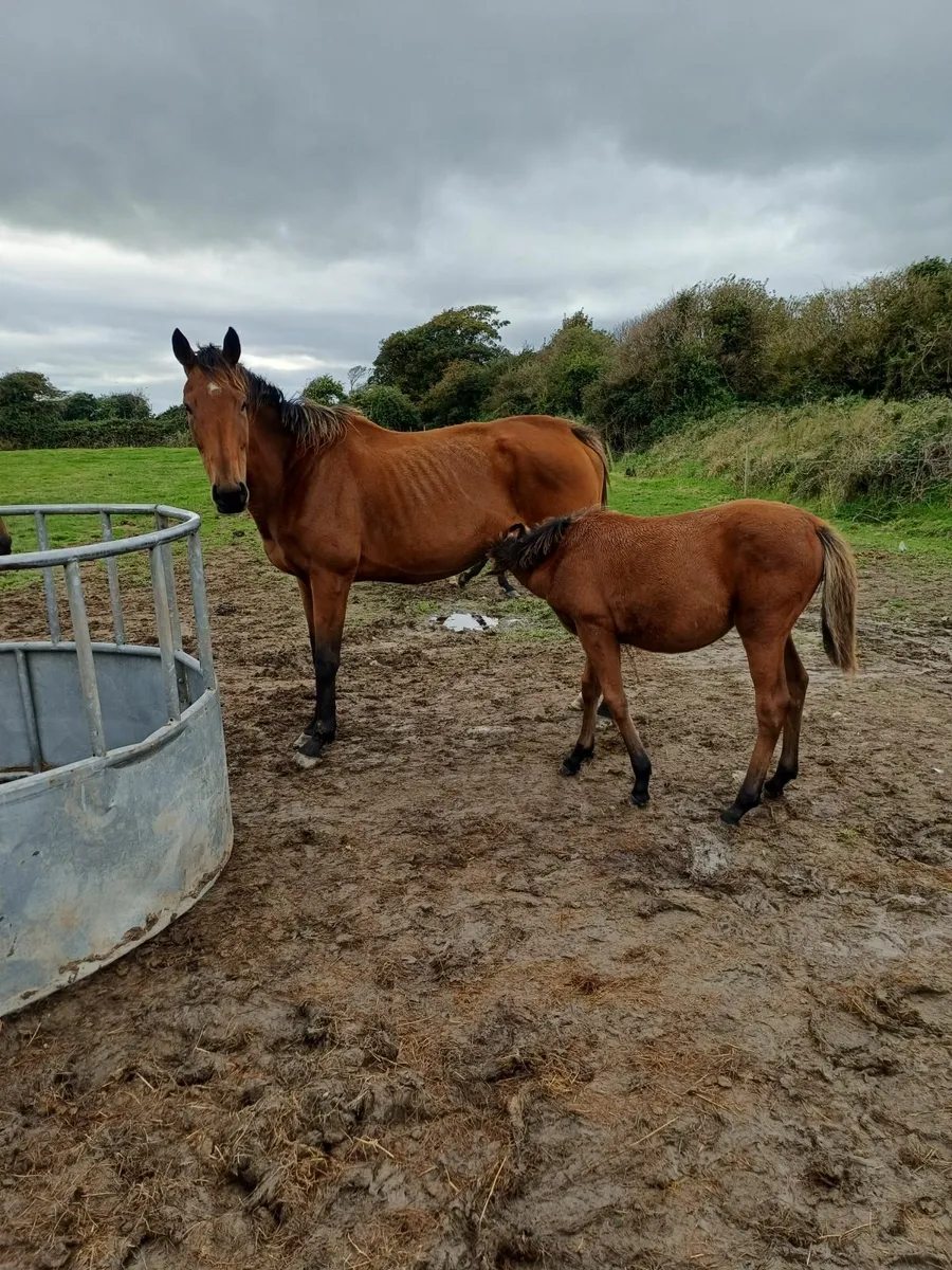 2 thoroughbred mare with foals at foot, back infoa - Image 3