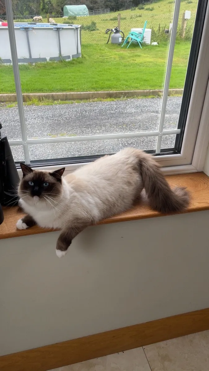 Ragdoll Cat - Image 1