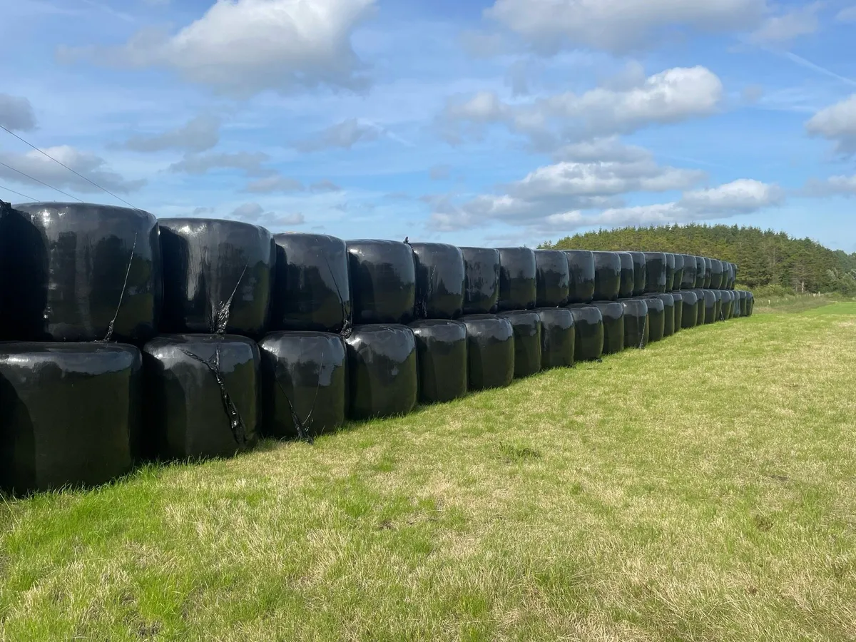 350 Bales top quality silage - Image 2