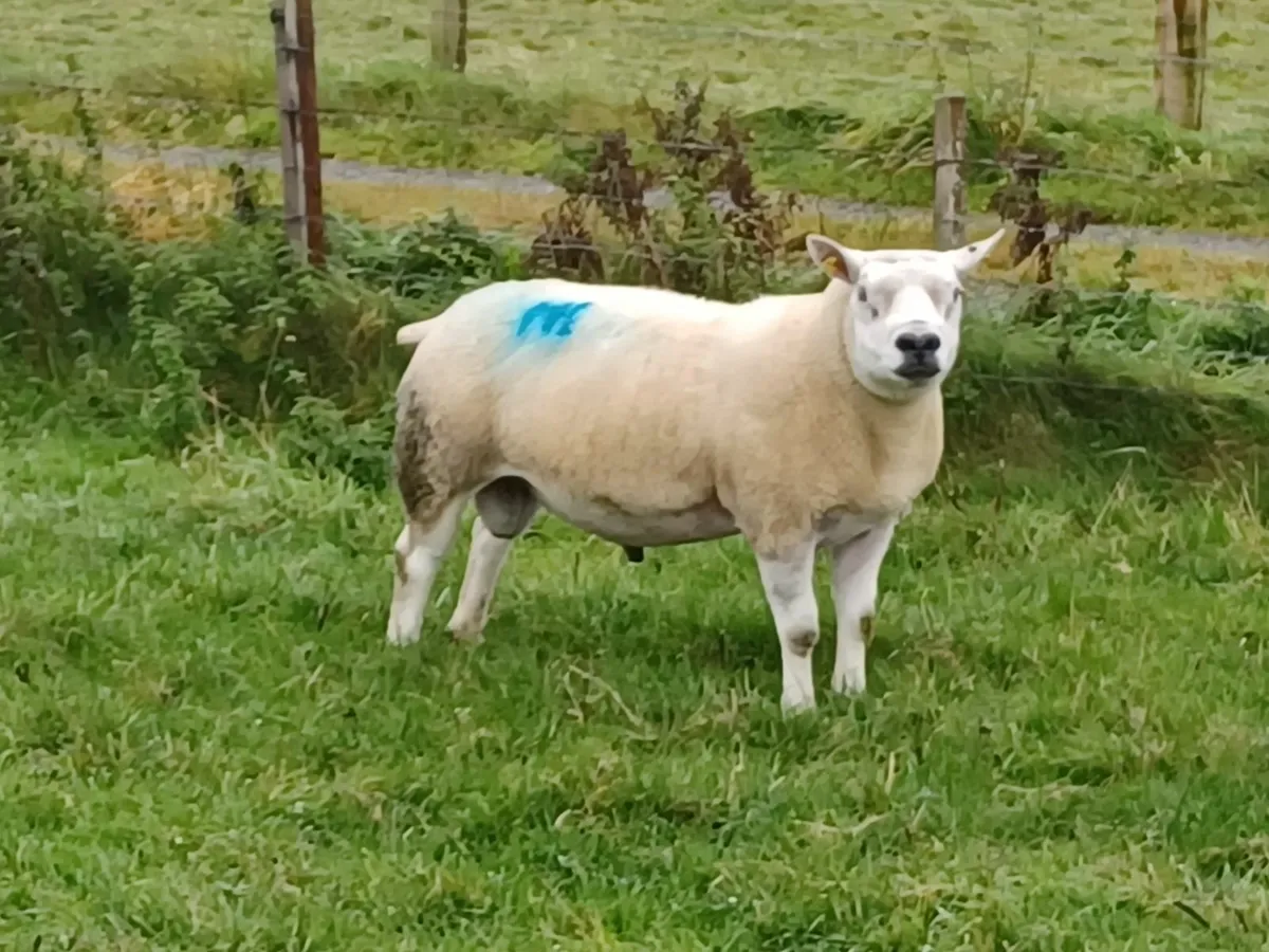 Ram - Image 1