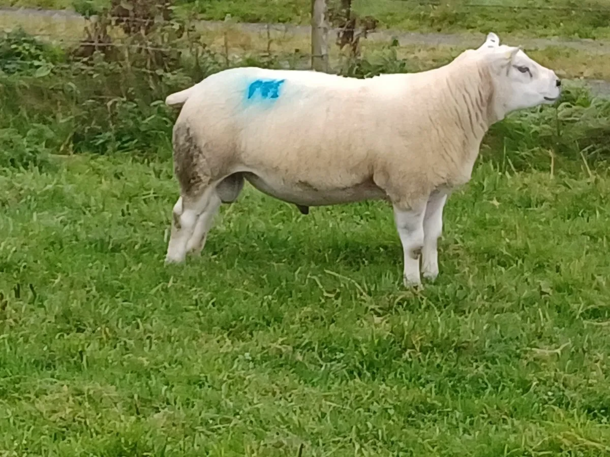Ram - Image 2