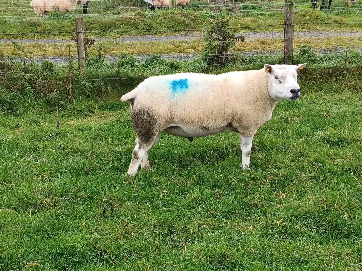 Ram - Image 3