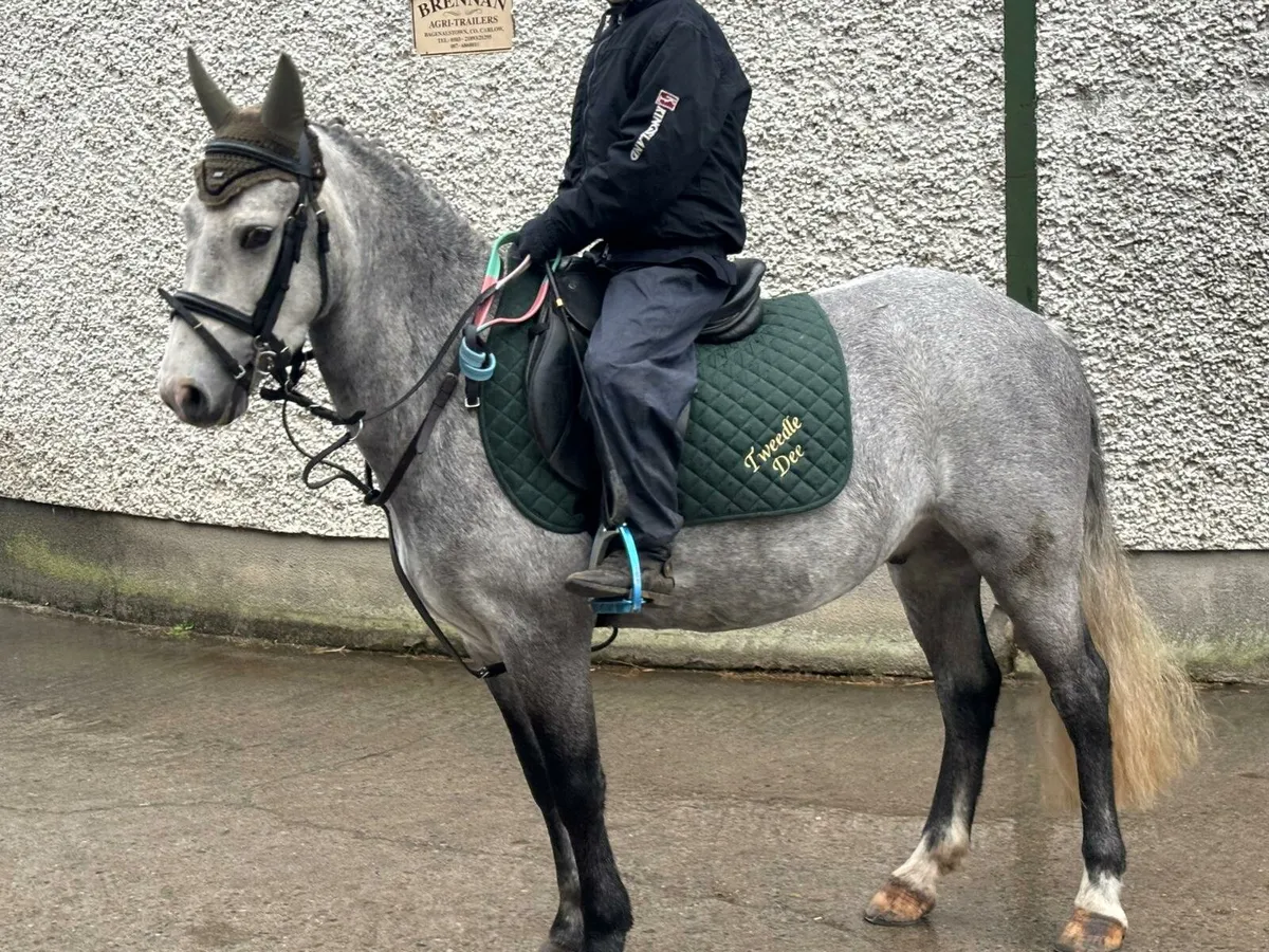 12.2 pony - Image 2