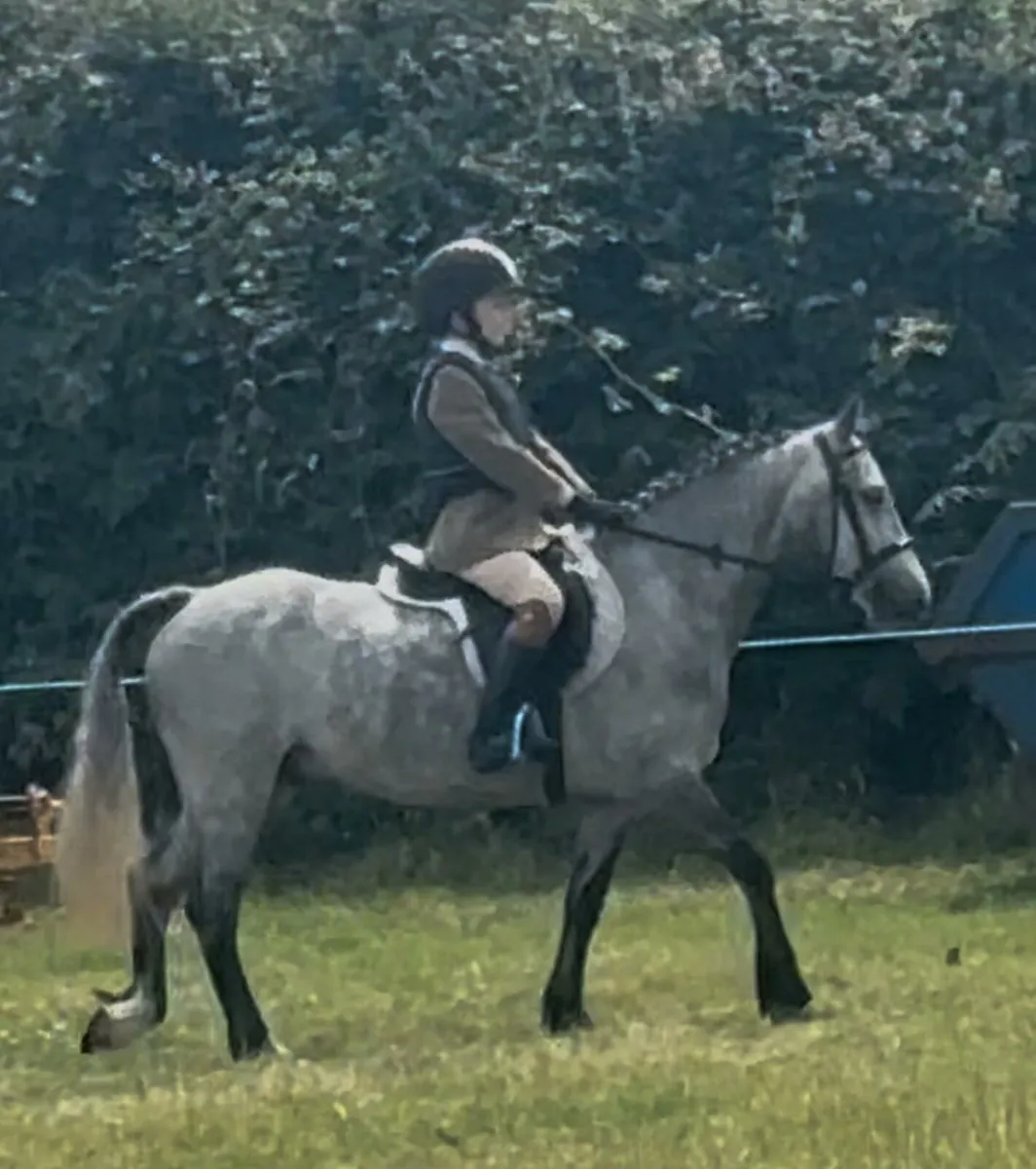12.2 pony - Image 3