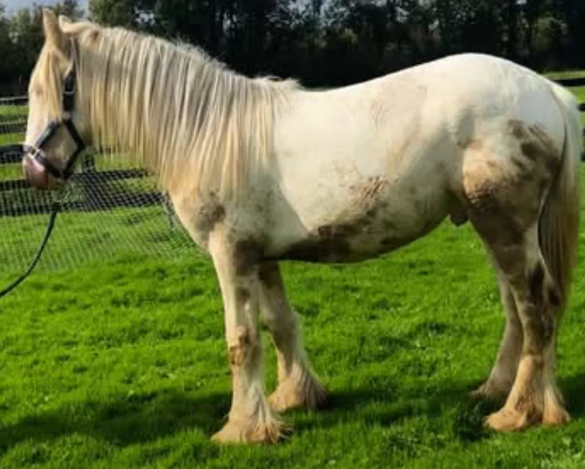 Yearling Gelding