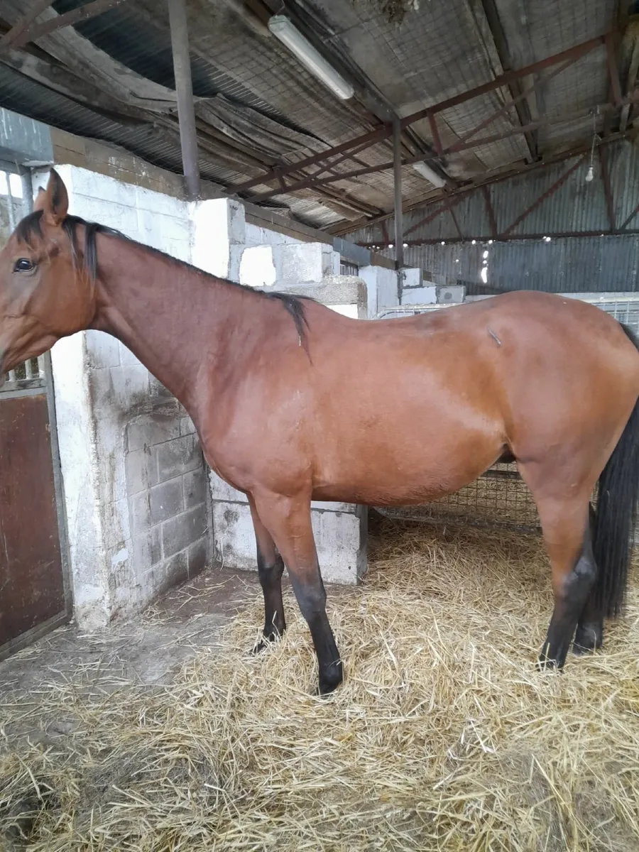 3 yr old thoroughbred gelding for Sale - Image 2