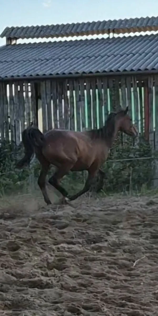 3 yr old thoroughbred gelding for Sale - Image 3