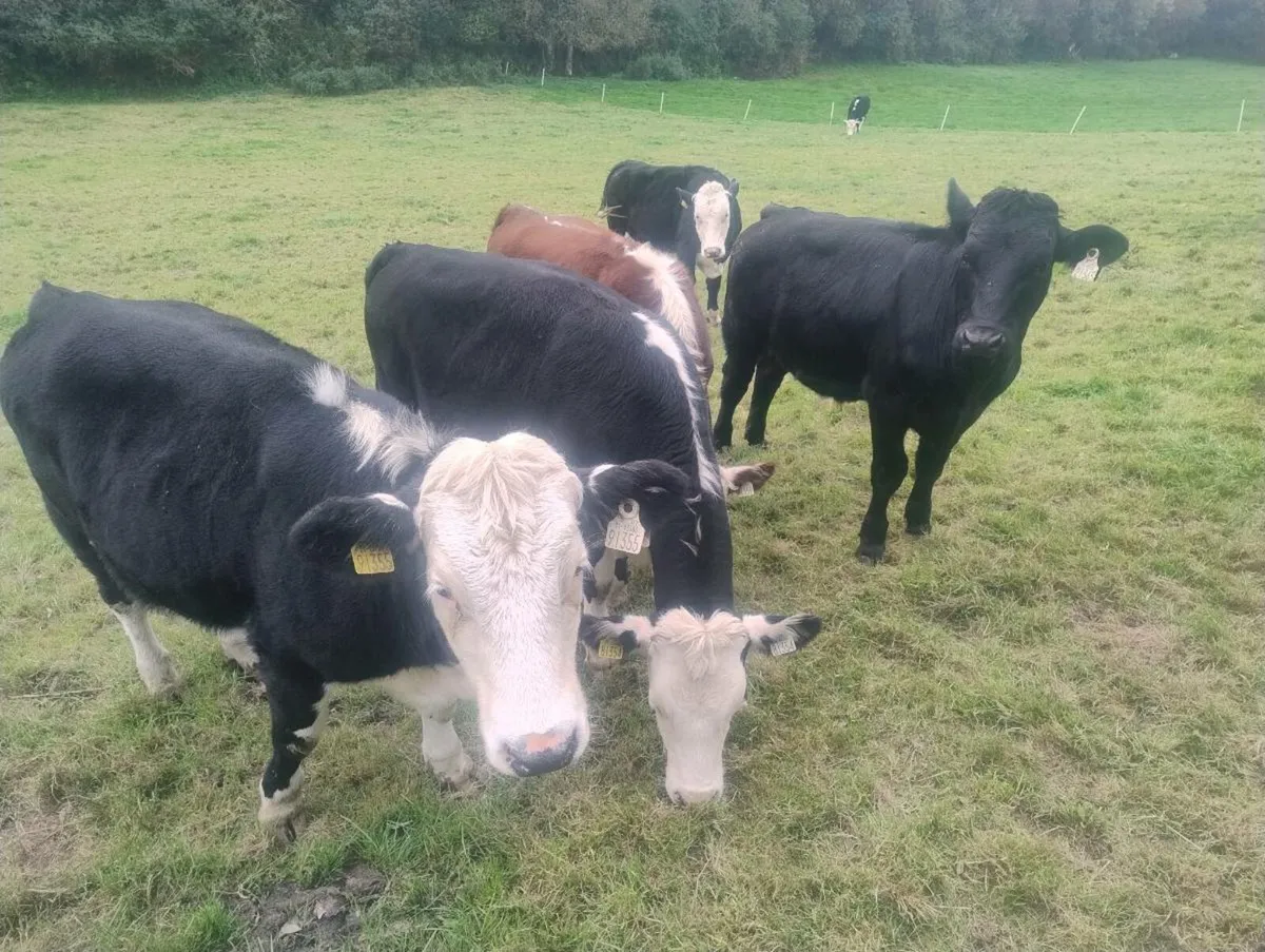 Super weanlings - Image 1