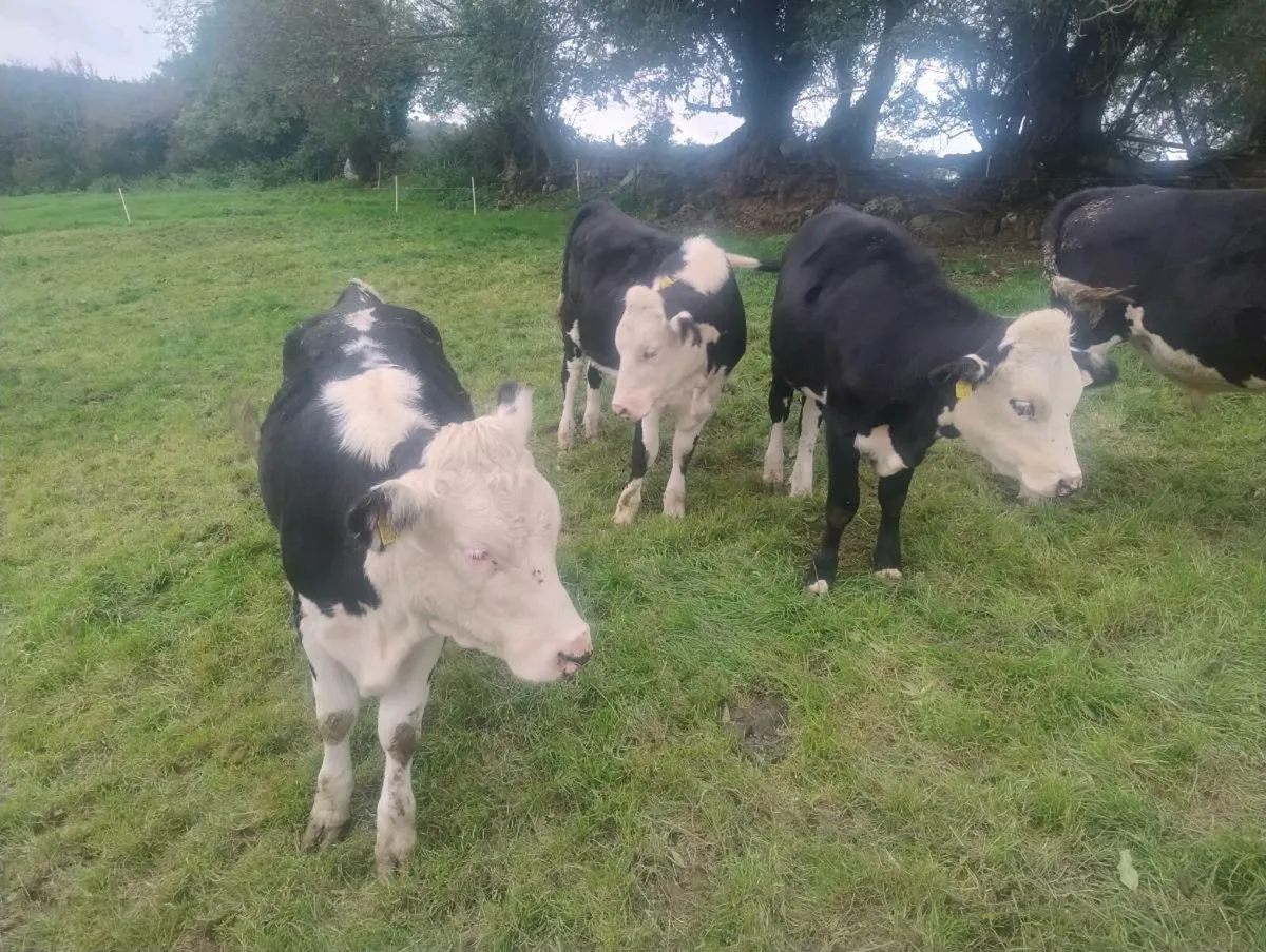 Super weanlings - Image 2