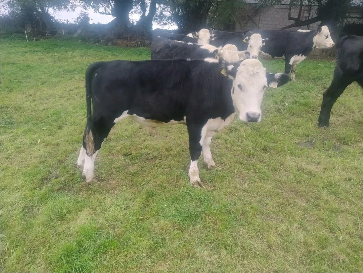 Super weanlings - Image 3
