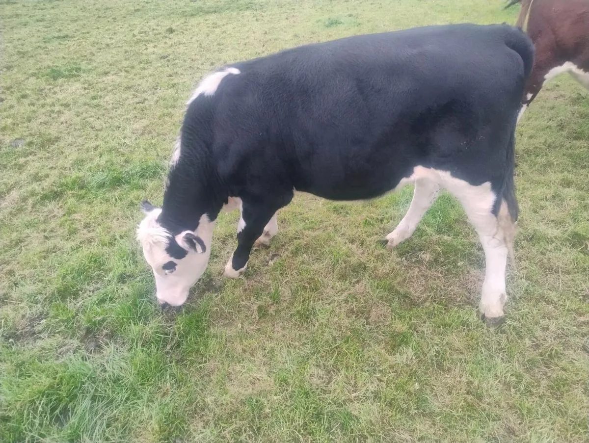 Super weanlings - Image 4