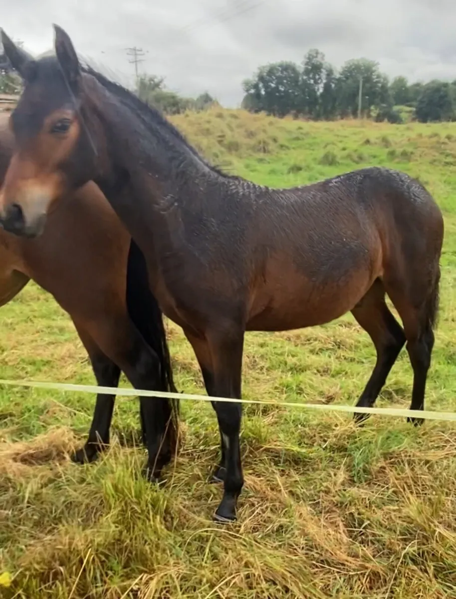 Connemara colt foal - Image 3