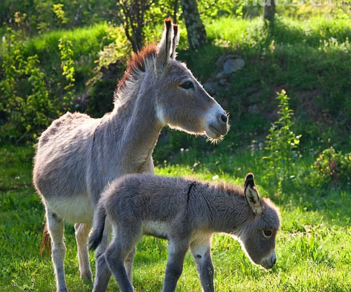 Wanted - Mare Donkey