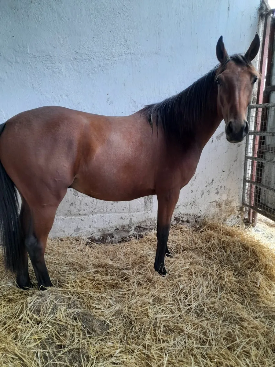 3 yr old thoroughbred gelding for Sale - Image 1