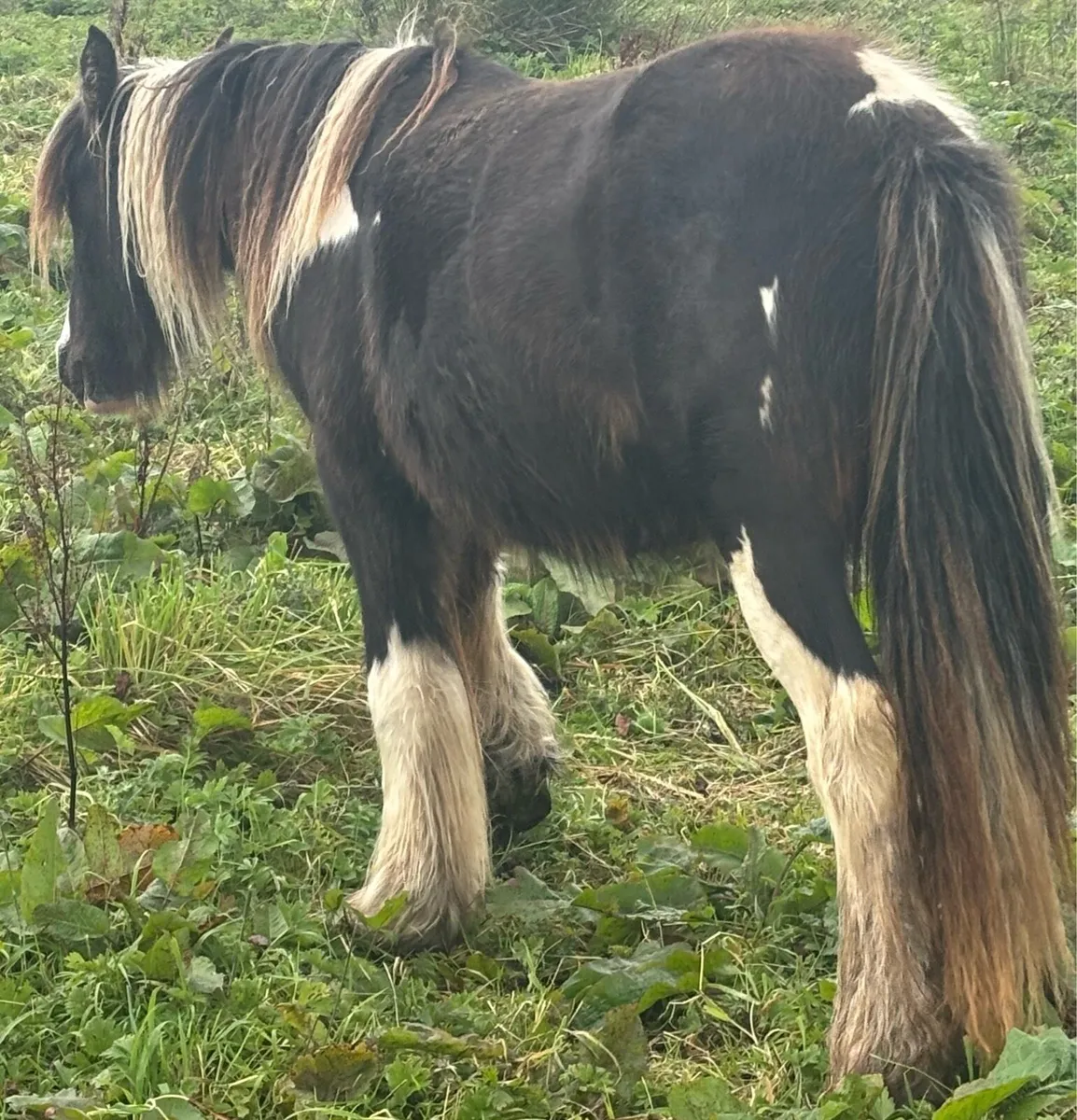 Cob filly
