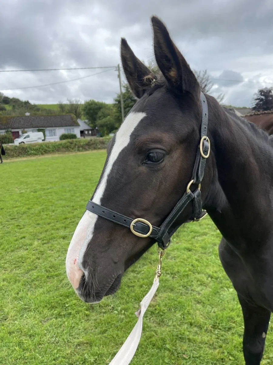Colt Foal by Sligo Candy Boy - Image 1