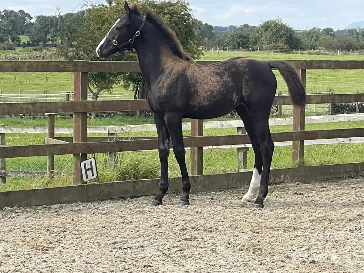 Colt Foal by Sligo Candy Boy - Image 3