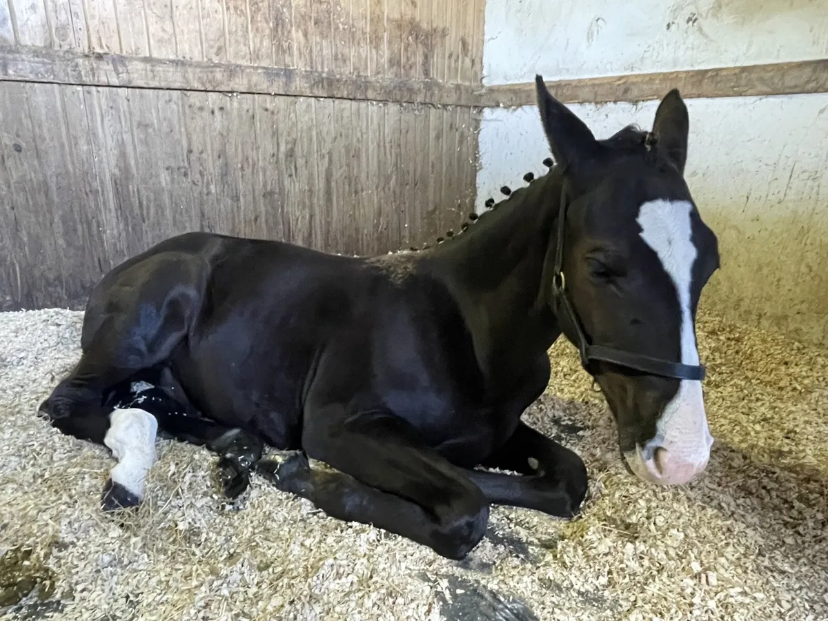 Colt Foal by Sligo Candy Boy - Image 4