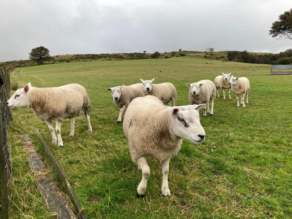 Texel Shearling Rams - Image 1