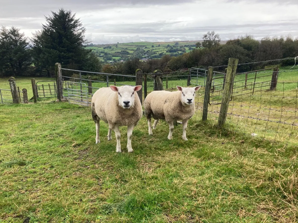 Texel Shearling Rams - Image 2