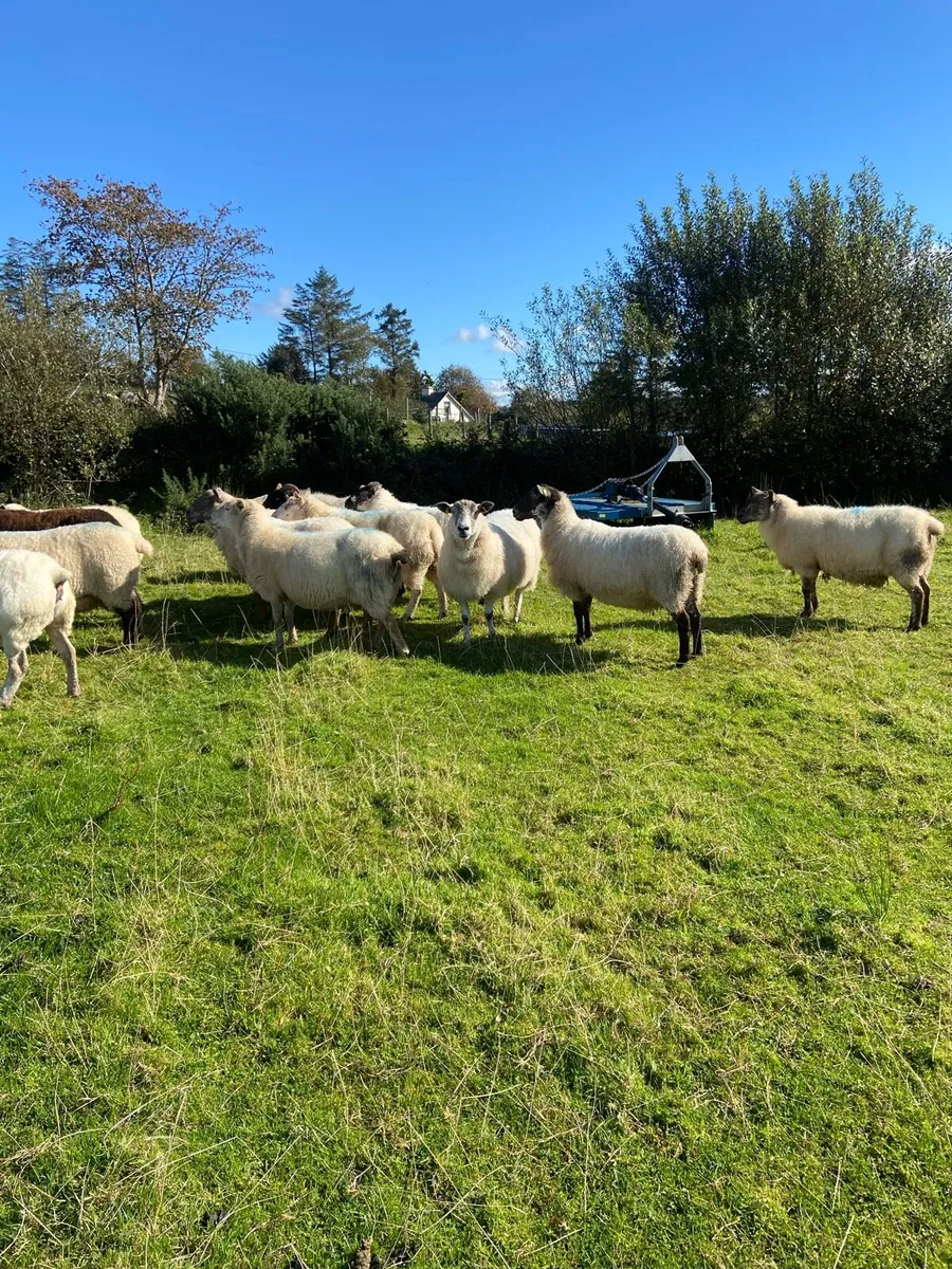 Crossbred Ewes - Image 2