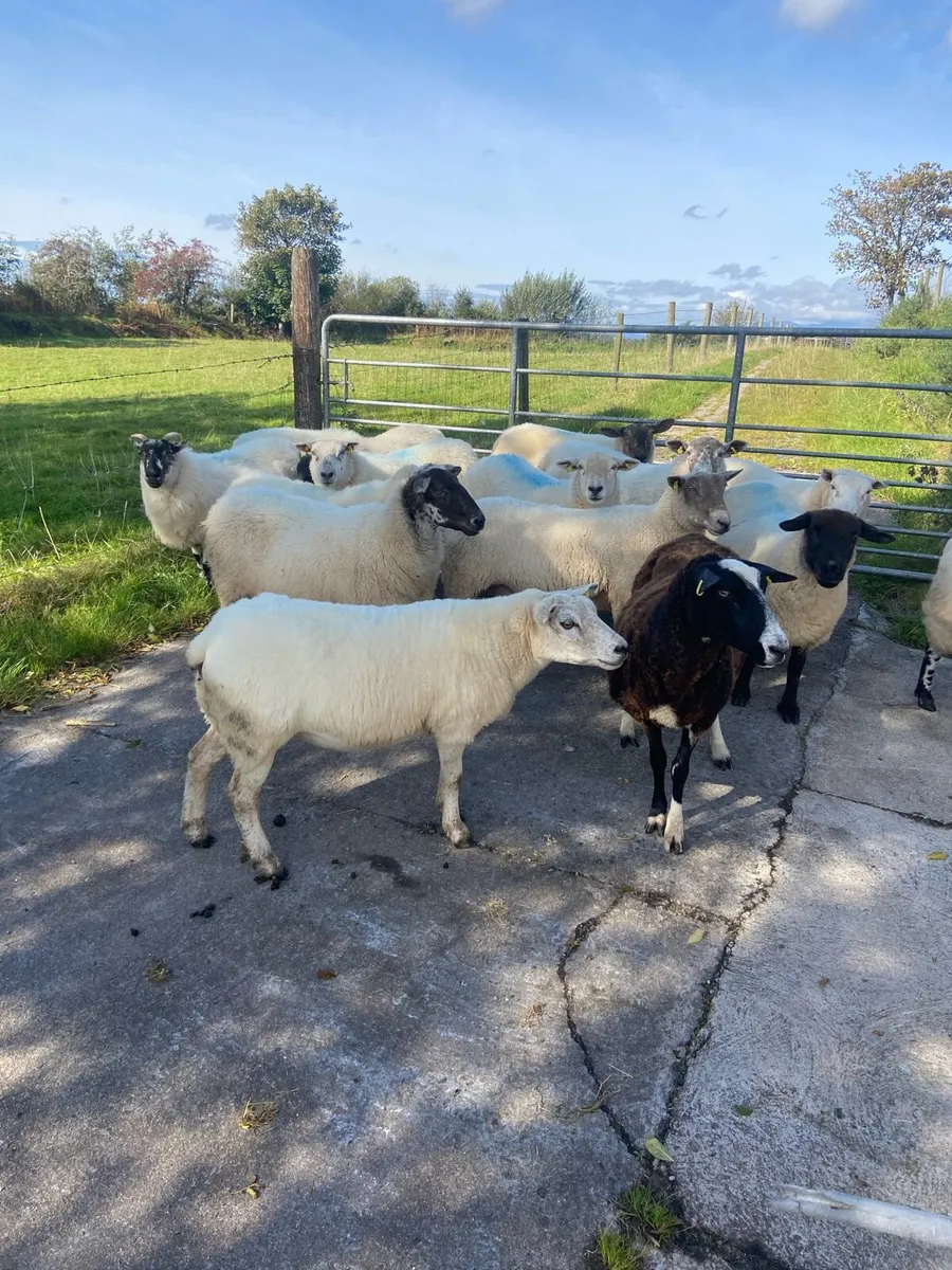 Crossbred Ewes - Image 3
