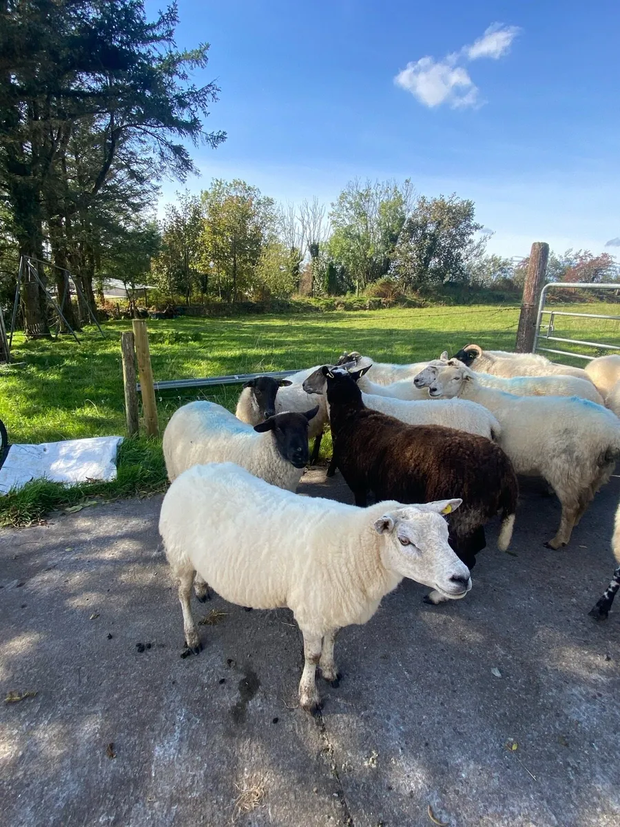 Crossbred Ewes - Image 4
