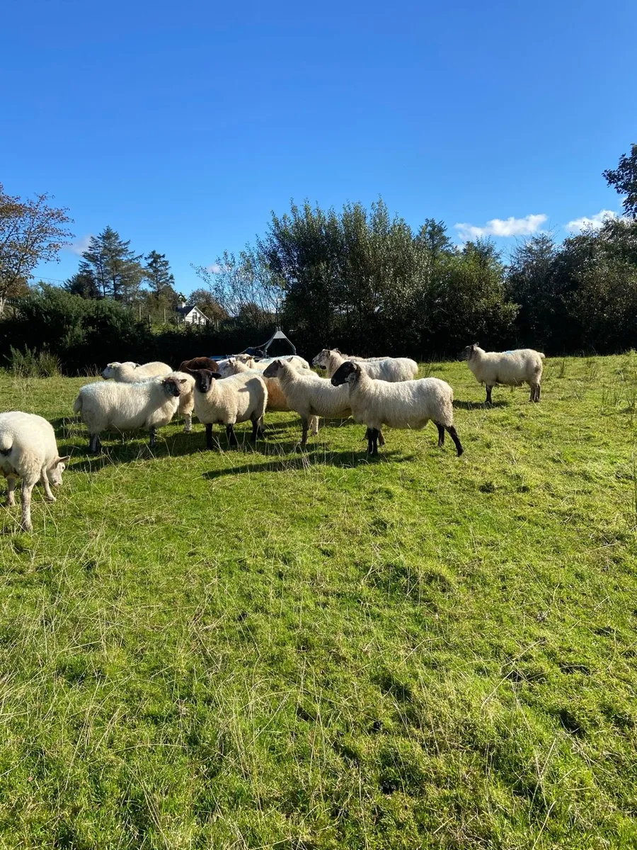 Crossbred Ewes - Image 1