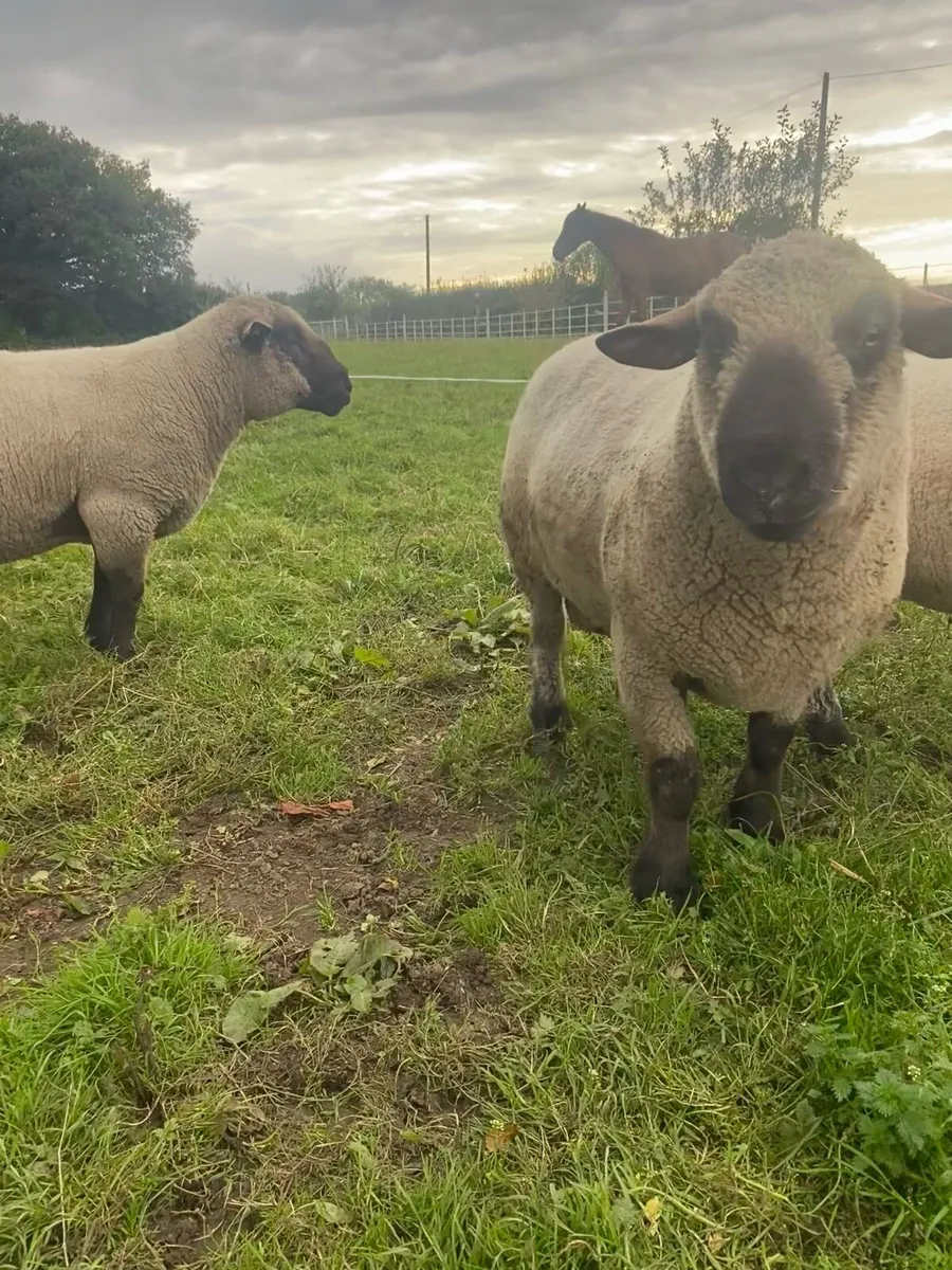 Hampshire Down Rams For Sale - Image 2