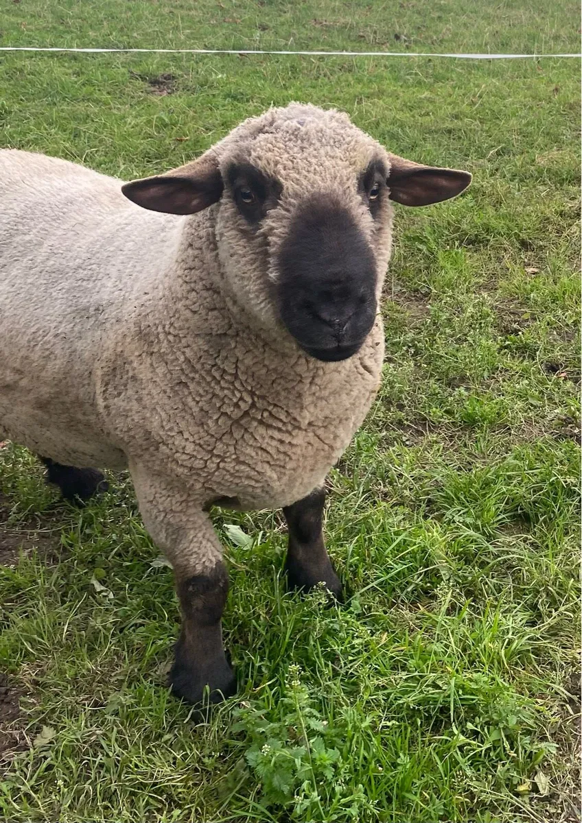 Hampshire Down Rams For Sale - Image 1
