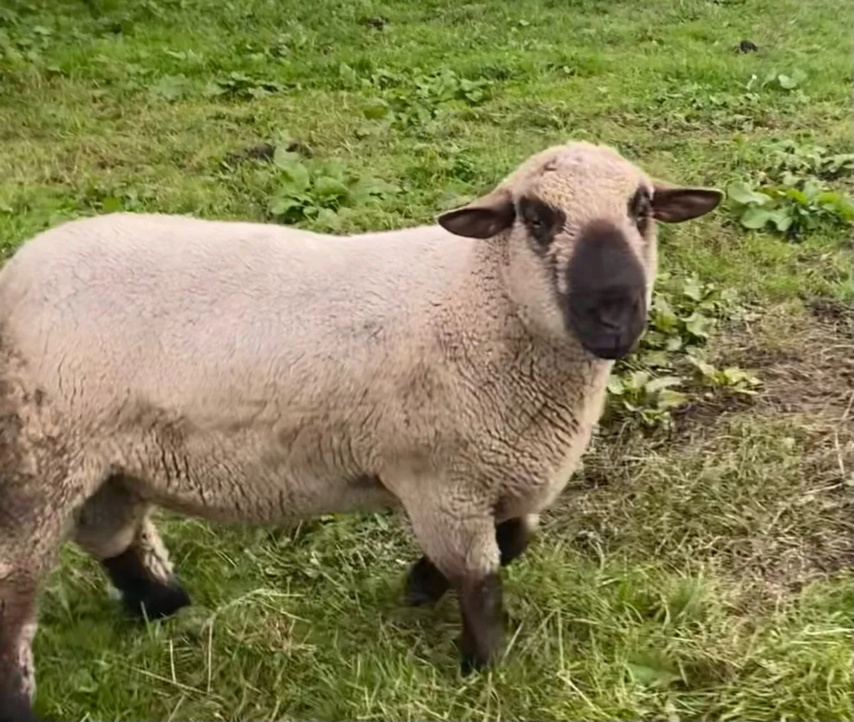 Hampshire Down Rams For Sale - Image 3