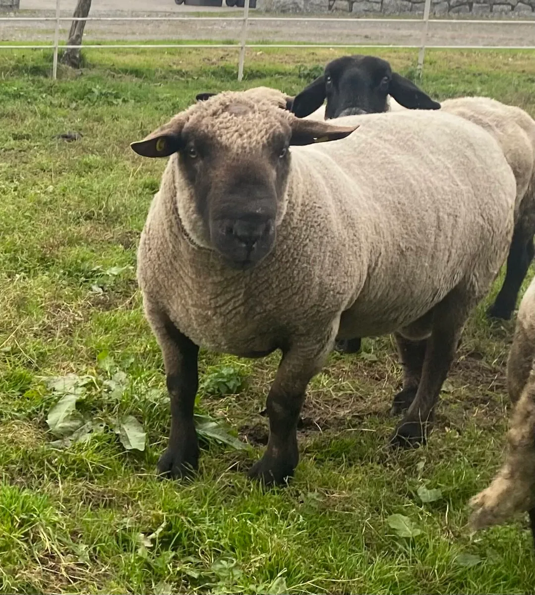 Hampshire Down Rams For Sale - Image 4