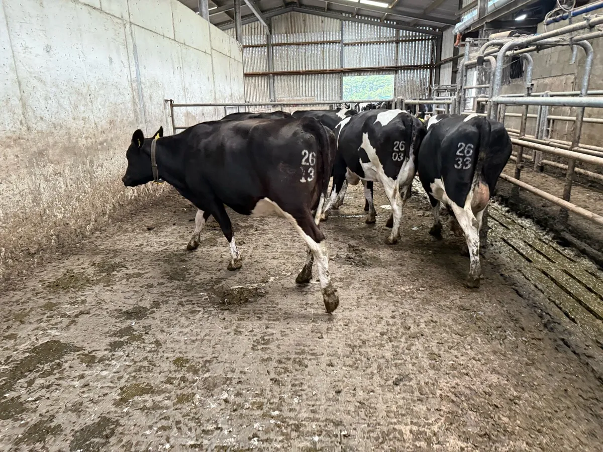 5 empty 1st lactation cows - Image 1