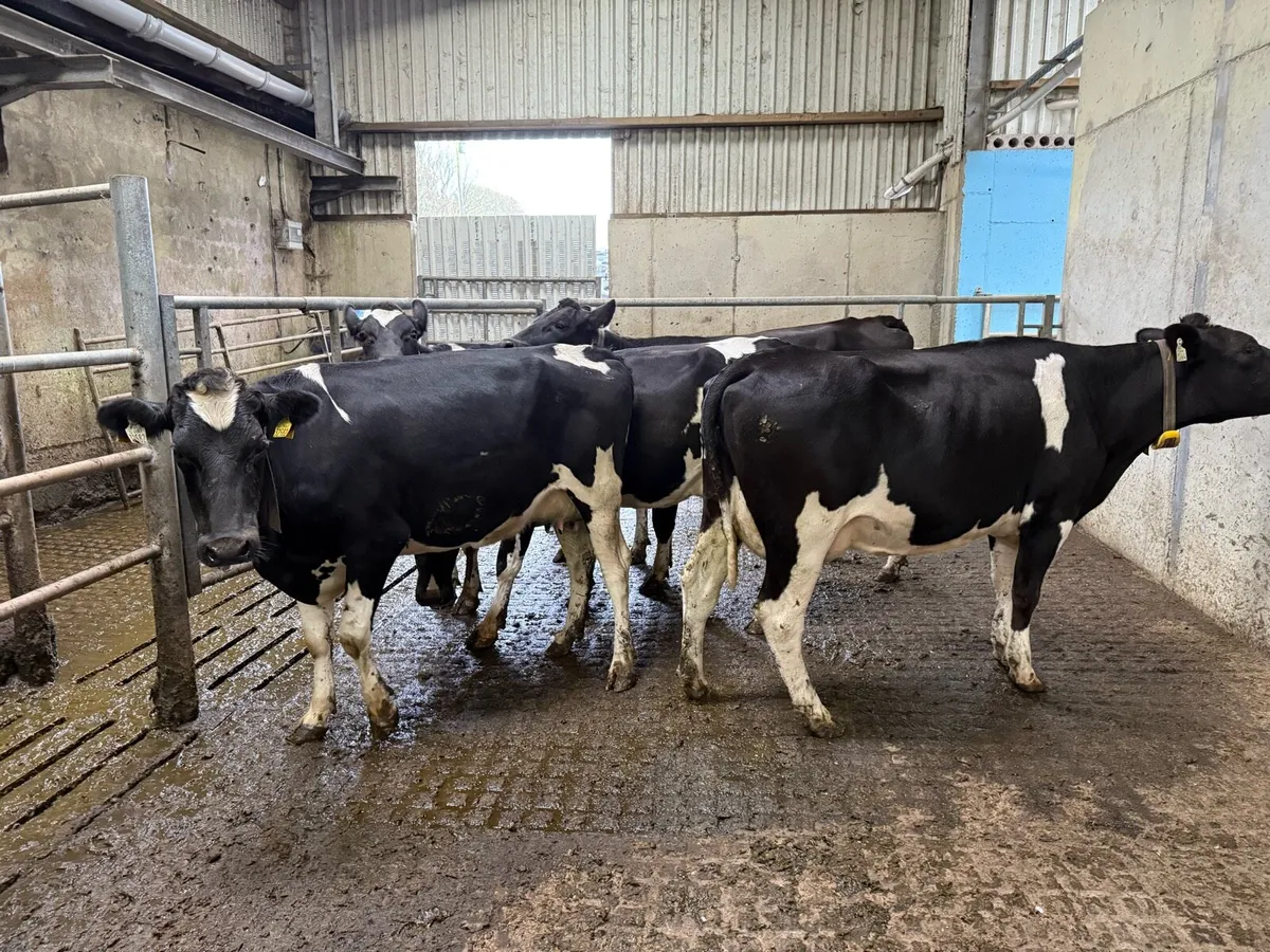 5 empty 1st lactation cows - Image 3