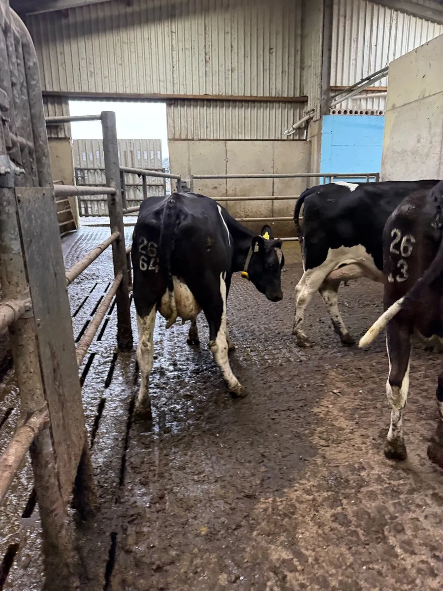 5 empty 1st lactation cows - Image 4