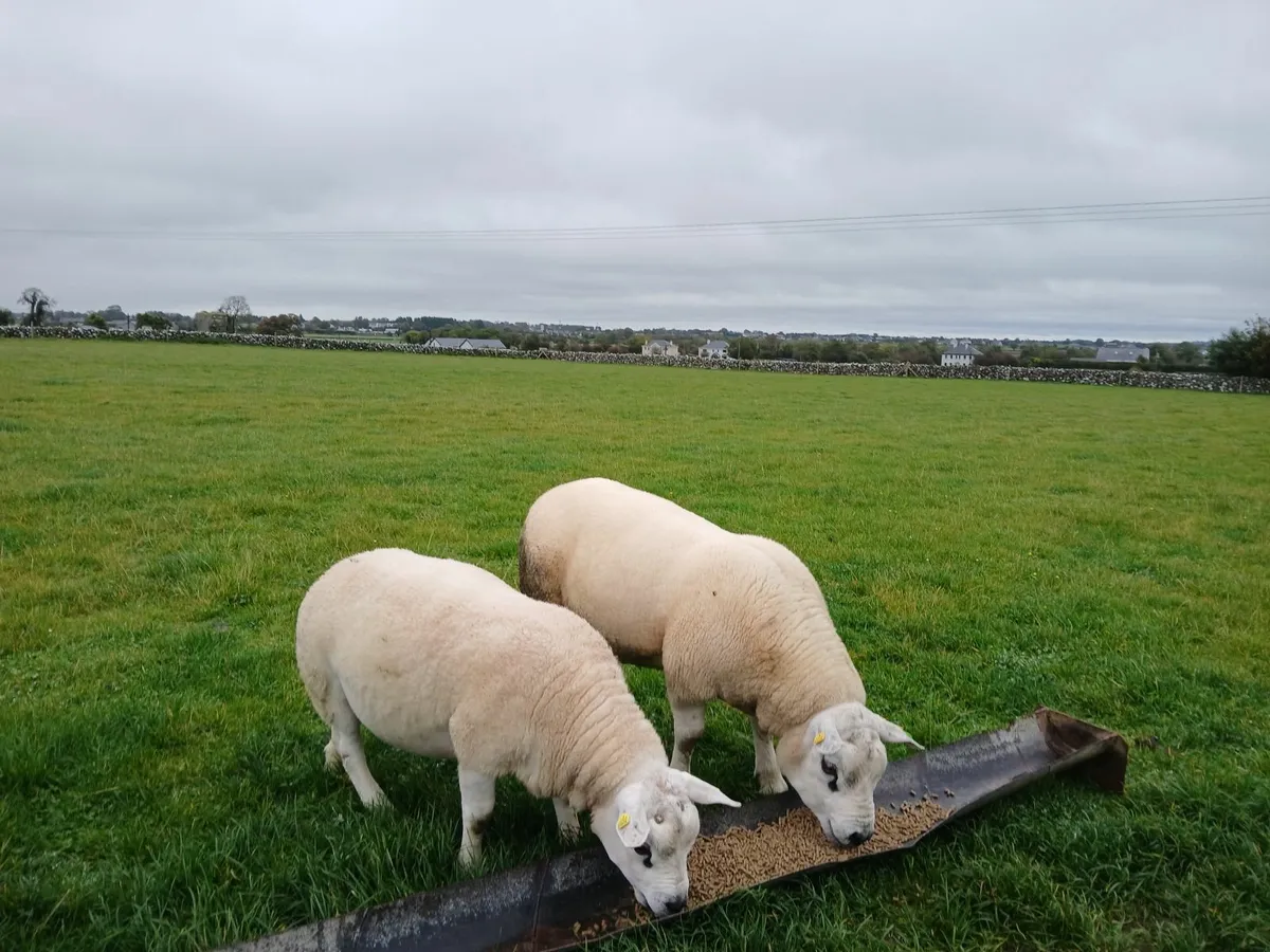 Top Quality Texel  Hoggots - Image 3