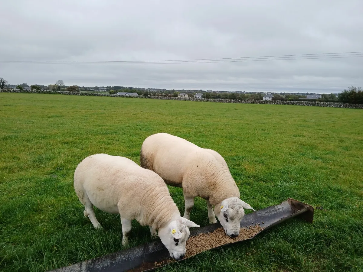 Top Quality Texel  Hoggots - Image 1